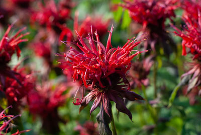 Close-up of red flowering plant