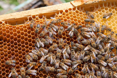 Close-up of bee on field