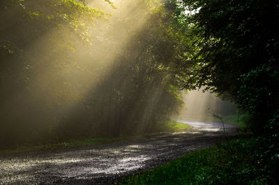 Sunlight streaming through trees in forest