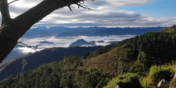 Panoramic view of trees and mountains against sky