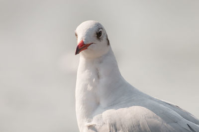 Close up of a seagull