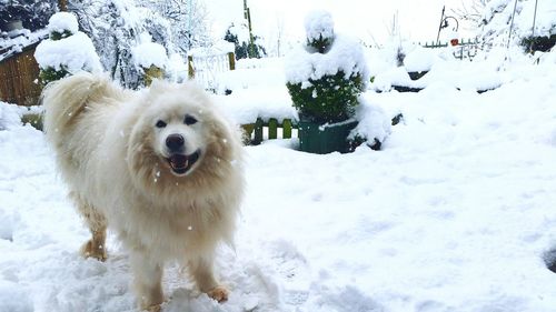 Dog standing on snow covered field