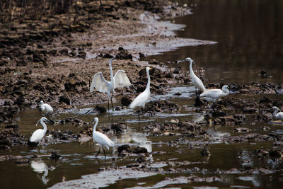 Flock of birds at lakeshore