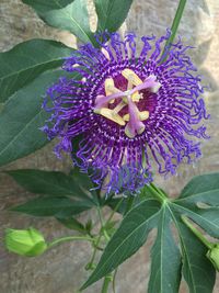 Close-up of purple flower blooming outdoors