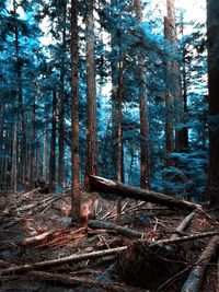 Trees in forest