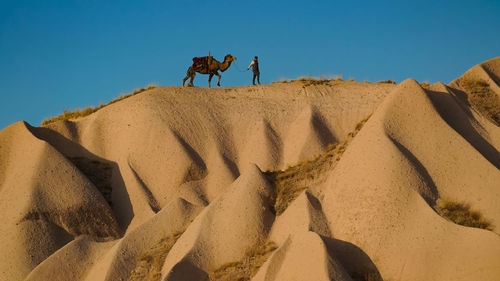 Low angle view of camel  on sand