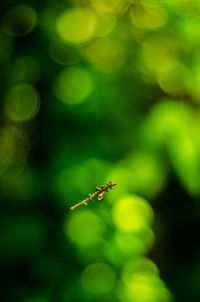 Close-up of bee flying