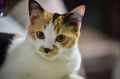 Close-up portrait of a cat