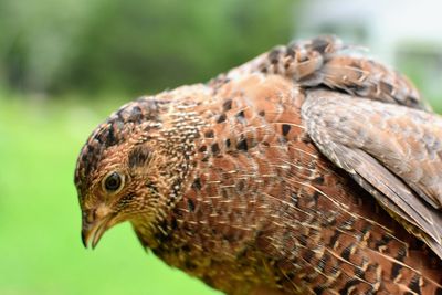 Close-up of a bird