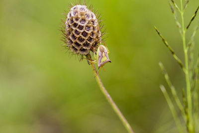 Close-up of insect on thistle