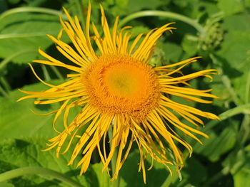 Close-up of sunflower