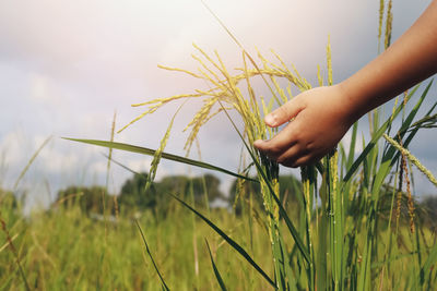 Hand holding wheat growing on field
