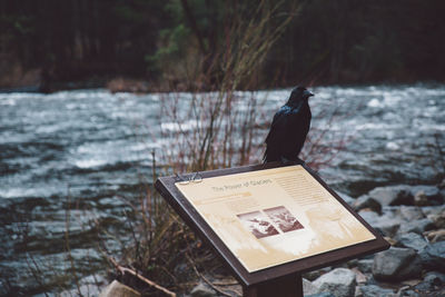 Close-up of bird perching on riverbank