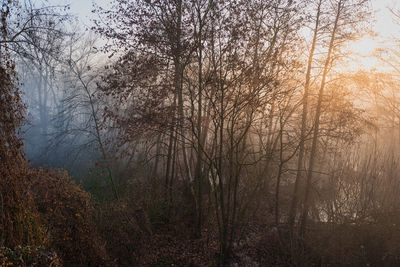 Bare trees in forest during autumn