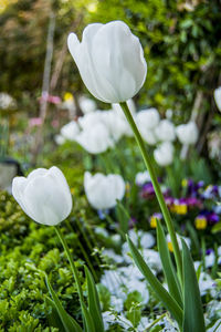 Close-up of white crocus blooming outdoors