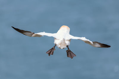 Low angle view of seagull flying