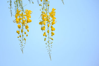 Low angle view of flowering plant against clear blue sky