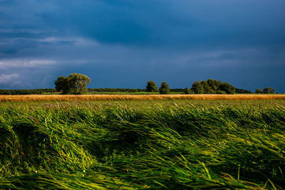 Scenic view of agricultural field against sky