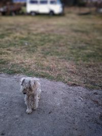 Dog lying on road