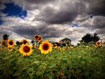 Sunflowers on field against cloudy sky