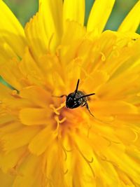 Close-up of insect on yellow flower