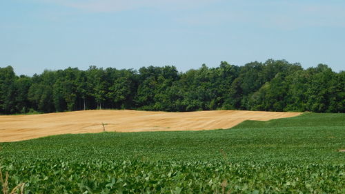 Scenic view of field against clear sky