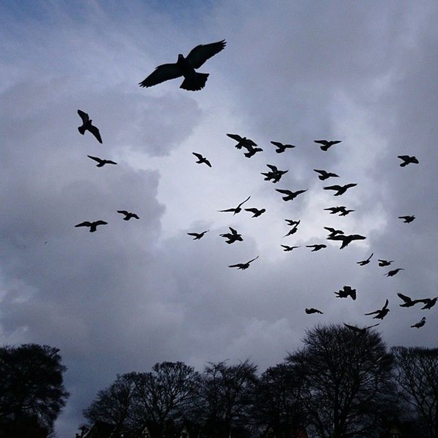 bird, flying, animals in the wild, animal themes, wildlife, low angle view, flock of birds, sky, silhouette, spread wings, mid-air, cloud - sky, tree, nature, beauty in nature, cloud, outdoors, cloudy, medium group of animals