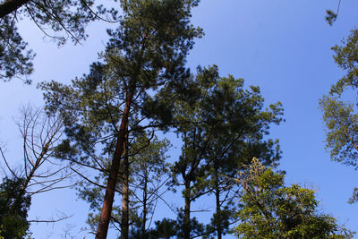 Low angle view of trees against sky