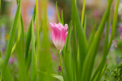 Close-up of pink flowering plant