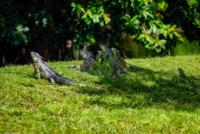 View of lizard on grass