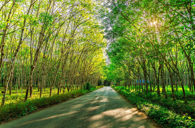 Road amidst trees in forest