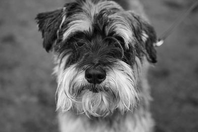 Portrait of dog outdoors