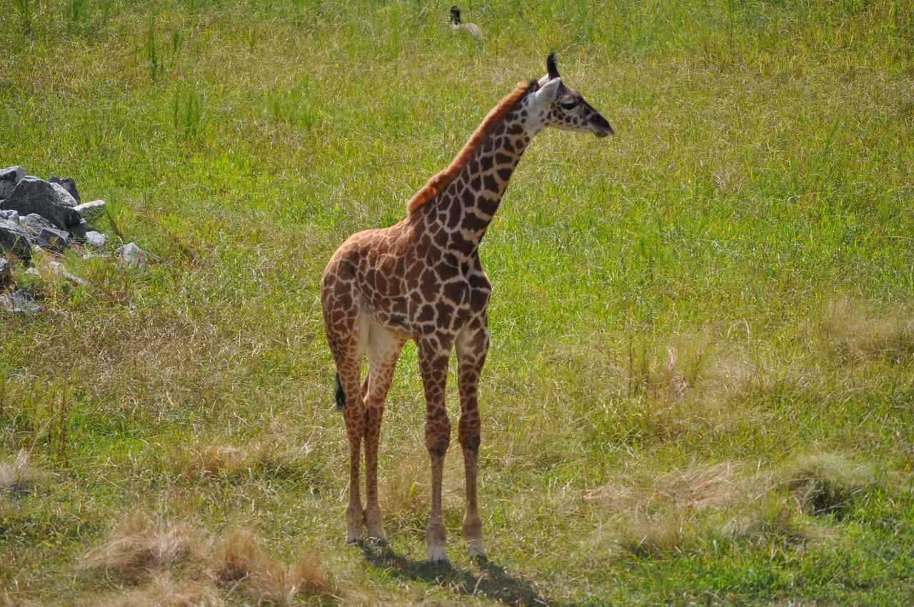 GIRAFFE STANDING IN A GRASS