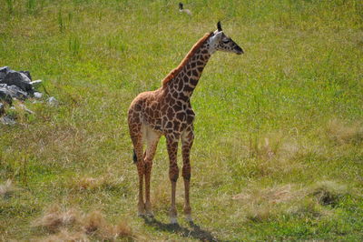 Giraffe standing on grass