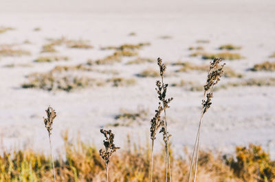 Close-up of stalks on field against blurred background