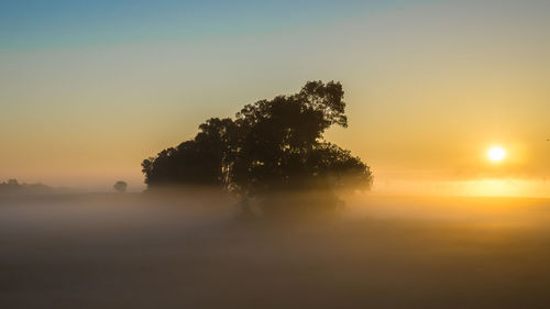 Trees on field during foggy weather