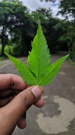 Close-up of hand holding leaf against tree