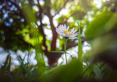 Close-up of white flower blooming on tree