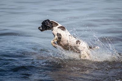 Side view of dog jumping in lake