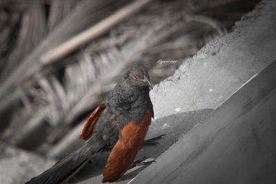 High angle view of bird perching on wood