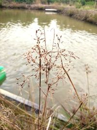 Close-up of plants in lake