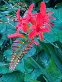 Close-up of red flowering plant