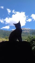 Cat sitting on a tree