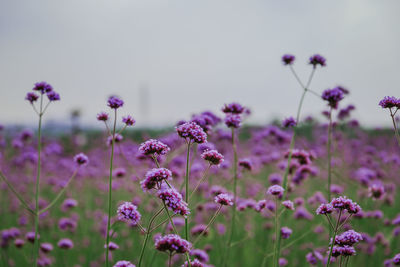 Close-up of pink flowering plants on field