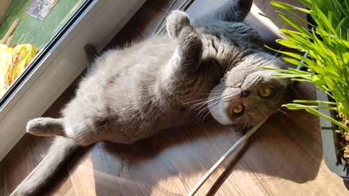 Close-up of cat lying on hardwood floor