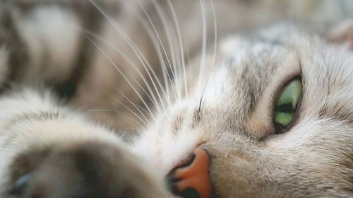 Cropped image of cat relaxing