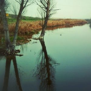 Reflection of trees in lake