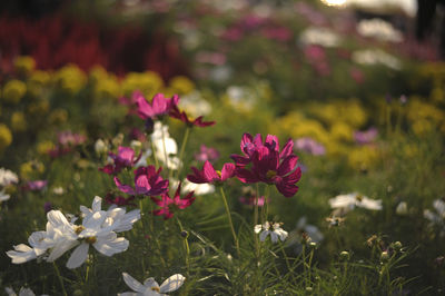 Close-up of pink flowering plants on field
