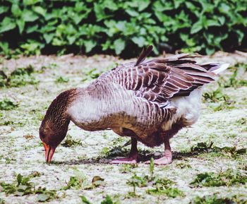 Side view of a bird on field
