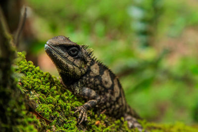 Close-up of lizard